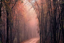 28圈:亚历山大37+6JJJ27分 雷霆大胜灰熊豪取8连胜.